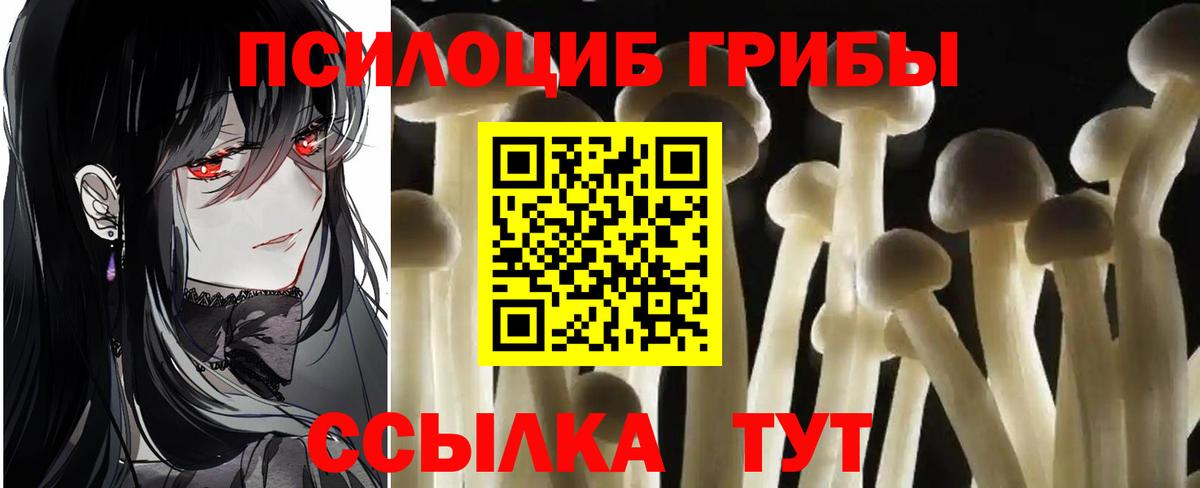 Псилоцибиновые грибы Cubensis Брянск